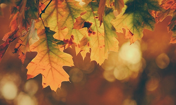 L’automne agité